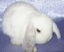 Вислоухие карликовые крольчата - барашки превью 121337.