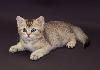 Британский котенок- Золотой тикированный превью 122142 Британский котенок- Золотой тикированный превью 122142.
