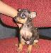 Щенки той-терьера, г/ш, маленьких размеров превью 124344.