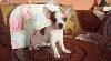 Превью Чихуахуа Москва - 2