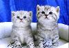 Британские Серебристые котята "Вискас" превью 124627 Британские Серебристые котята "Вискас" превью 124627.
