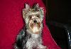 Йоркширский терьер подрощенная девочка 8мес превью 124928.