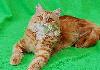 Рыжая мраморная пушистая кошечка  в дар превью 120571 Рыжая мраморная пушистая кошечка  в дар превью 120571.