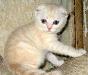 Вислоухий лимончик-шотландский котик превью 125133 Вислоухий лимончик-шотландский котик превью 125133.