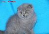 Превью Шотландский вислоухий мальчик Королев - 2