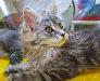 Превью Мейн-Куна кошечки Москва - 2
