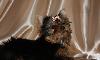 Превью Девочка (возможно в рассрочку) Санкт-Петербург - 1