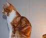 Превью Подрощенный скоттиш страйт котик Москва - 2