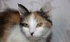Кошка с Большой буквы превью 120617 Кошка с Большой буквы превью 120617.
