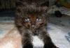 Чудесные котятки ищут хозяев превью 126702 Чудесные котятки ищут хозяев превью 126702.