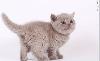 Британские котята превью 126739 Британские котята превью 126739.