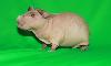Свинка скинни превью 127727.