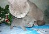 Превью Котятки Москва - 1