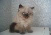 Персидские котята -фото наших котят5000 превью 131434.