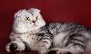 Шотландский фолд - мальчик от шикарного папы превью 131602.