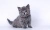 Британские котята голубого окраса превью 132567.