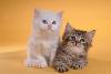Котята на любой вкус и цвет в дар превью 132757.