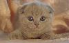 Ооочень красивый котенок Кошечка превью 132882.