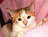 Кошечка- трехцветка - 10 месяцев превью 134105.