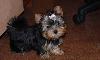 Щенки Йоркширского терьера превью 134162.