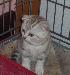 Кошка скоттиш фолд превью 134214.