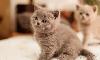 Шотландские голубые котята,  девочки превью 134215.