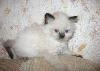 Превью Котята  породы РЭГДОЛЛ (Кошка Кукла) Москва - 3