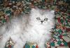 Котята  персы, не дорого превью 134546.