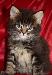 Превью Котята Мейн-кун(котики и кошечки) Москва - 2