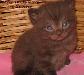 Британские клубные котята  из питомника vivian превью 139965.