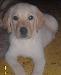 Щенки лабрадора превью 140038.