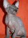 Голая кошечка канадского сфинкса. Редкого превью 141149.