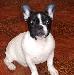 Подрощенный щенок французского бульдога превью 141472.