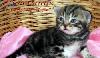 Элитные британские котята  из vivian превью 140203.