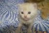 Превью Котята полуперсы Казань - 3