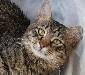 Шустрик - забавный молодой котик 10 месяцев превью 144690.