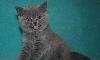 Британский котик, Show Night превью 145112.