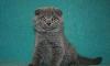Шотландские Вислоухие котята шоу-класа превью 145113.