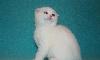 Шотландская Вислоухая кошечка Snow-white Queen превью 145146.