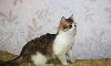 Превью Наивная деревенская девушка Лулу в дар Москва - 3
