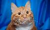 Лис-рыжий, шикарный супер-кот,крупный, ласковый превью 140650.