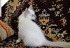Превью Котенок священной бирмы от отличных производителей Москва - 2