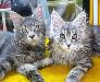Мейн-Куна кошечки превью 150019.