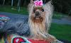 Превью Вязки йоркширский терьер итальянец Москва - 2