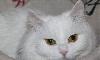 Шикарная Ангорская кошка, в дар превью 151387.
