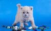 Клубные котята с родословной превью 151512.