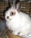 Кролик карликовый превью 151515.