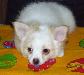 Превью Мальчик д/ш чихуахуа Москва - 2