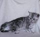 Голубой мраморный на серебре британский котик превью 156941.