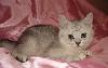 Британские котята превью 158207.